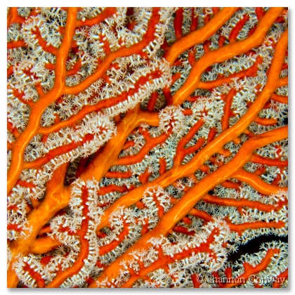 Orange Gorgonia.jpg -      Orange Gorgonian     